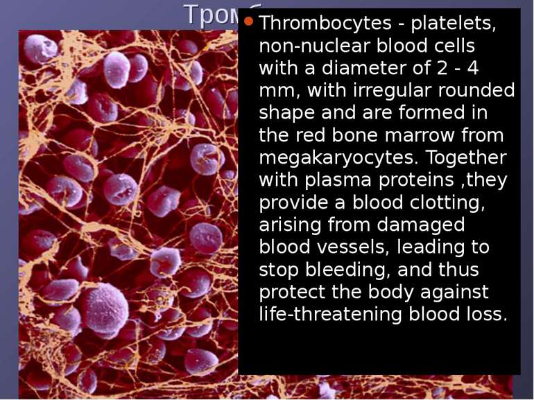 Thrombocytes - platelets, non-nuclear blood cells with a diameter of 2 - 4 mm...