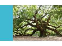 Tree Oak