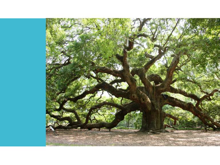 Tree Oak
