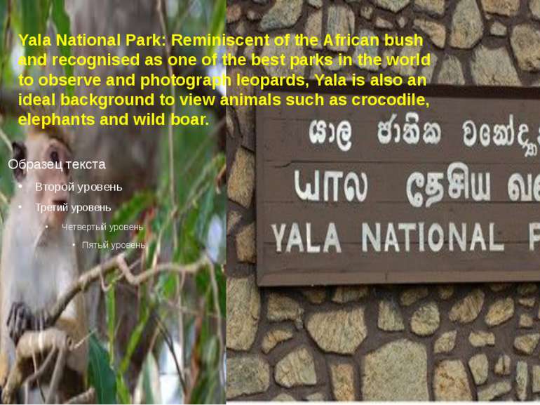 Yala National Park: Reminiscent of the African bush and recognised as one of ...