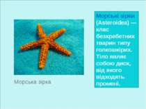 Морські зірки (Asteroidea) — клас безхребетних тварин типу голкошкірих. Тіло ...