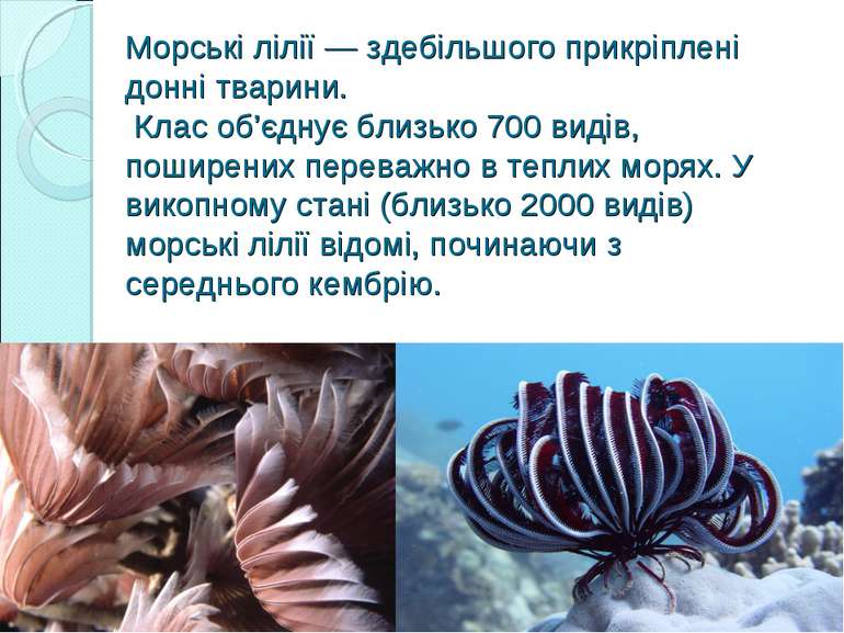 Морські лілії — здебільшого прикріплені донні тварини. Клас об’єднує близько ...