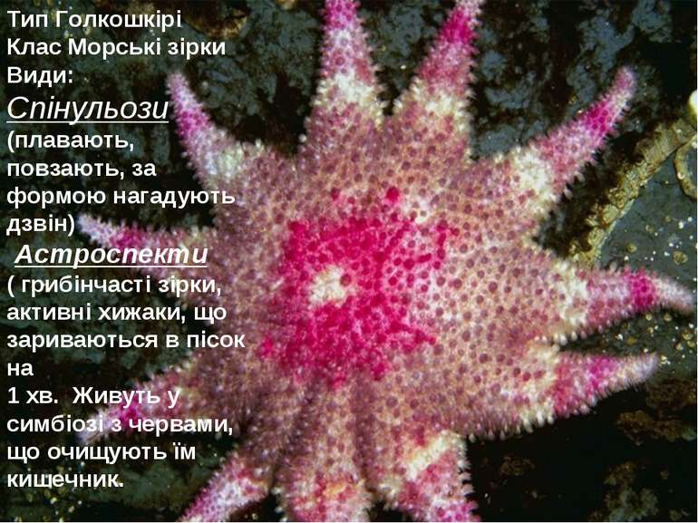 Тип Голкошкірі Клас Морські зірки Види: Спінульози (плавають, повзають, за фо...