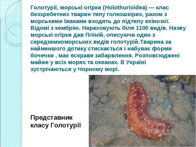 Голотурії, морські огірки (Holothurioidea) — клас безхребетних тварин типу го...