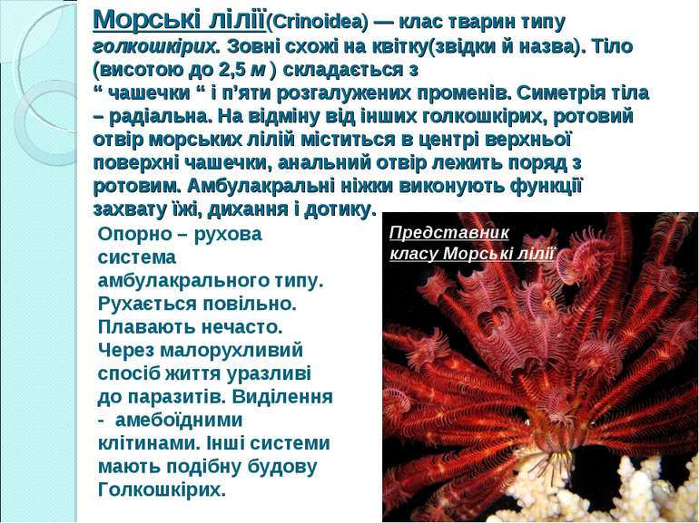 Морські лілії(Crinoidea) — клас тварин типу голкошкірих. Зовні схожі на квітк...