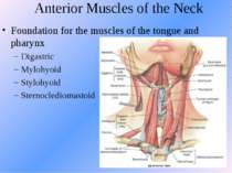 Anterior Muscles of the Neck Foundation for the muscles of the tongue and pha...