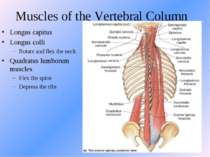 Muscles of the Vertebral Column Longus capitus Longus colli Rotate and flex t...