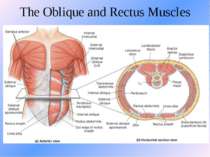 The Oblique and Rectus Muscles