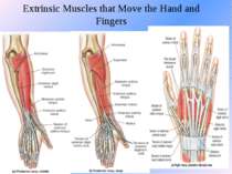 Extrinsic Muscles that Move the Hand and Fingers