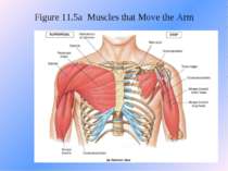 Figure 11.5a Muscles that Move the Arm