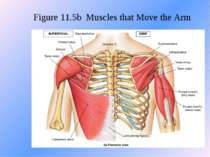 Figure 11.5b Muscles that Move the Arm