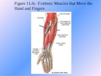 Figure 11.8c Extrinsic Muscles that Move the Hand and Fingers