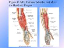 Figure 11.8d/e Extrinsic Muscles that Move the Hand and Fingers