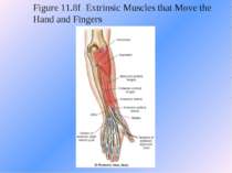 Figure 11.8f Extrinsic Muscles that Move the Hand and Fingers