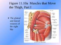 Figure 11.10a Muscles that Move the Thigh, Part I The gluteal and lateral rot...