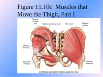 Figure 11.10c Muscles that Move the Thigh, Part I