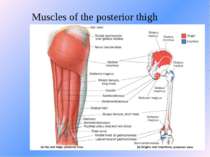 Muscles of the posterior thigh