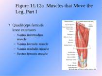 Quadriceps femoris knee extensors Vastus intermedius muscle Vastus lateralis ...