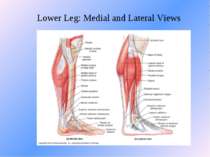 Lower Leg: Medial and Lateral Views