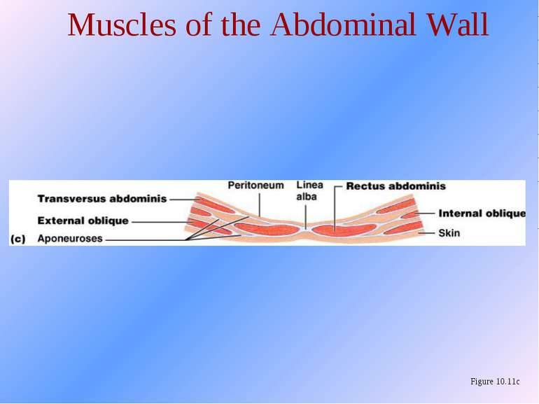 Muscles of the Abdominal Wall Figure 10.11c