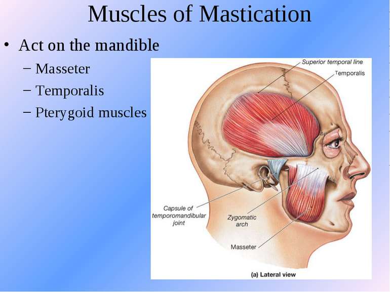Muscles of Mastication Act on the mandible Masseter Temporalis Pterygoid muscles
