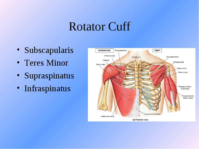 Rotator Cuff Subscapularis Teres Minor Supraspinatus Infraspinatus