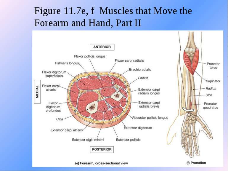 Figure 11.7e, f Muscles that Move the Forearm and Hand, Part II