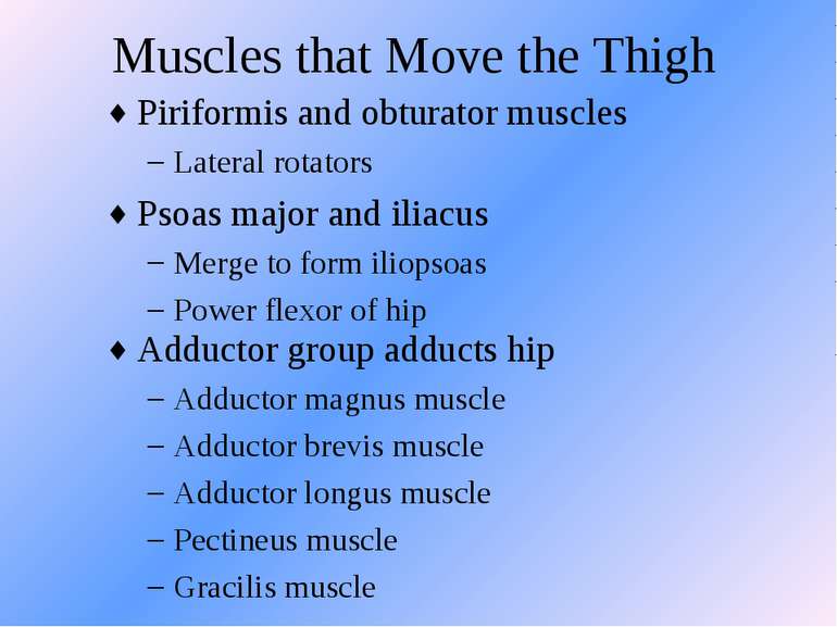Muscles that Move the Thigh Piriformis and obturator muscles Lateral rotators...