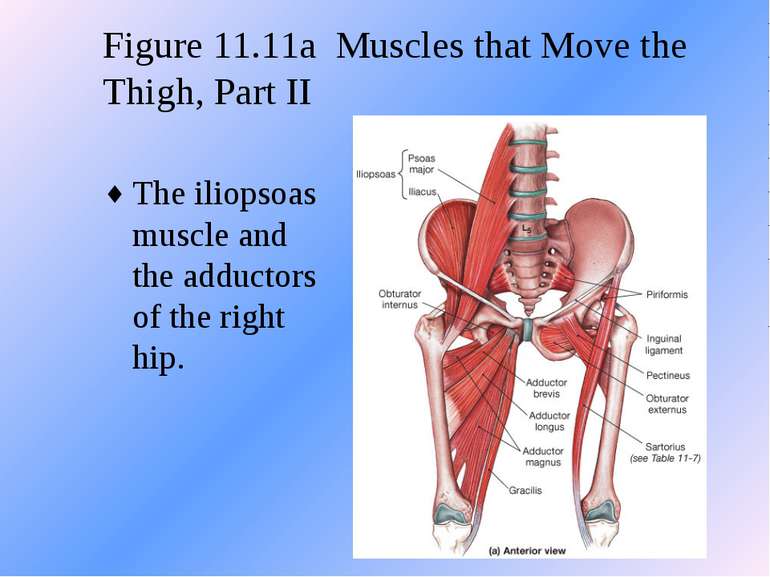 Figure 11.11a Muscles that Move the Thigh, Part II The iliopsoas muscle and t...
