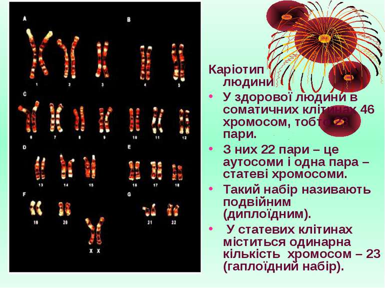 Каріотип людини У здорової людини в соматичних клітинах 46 хромосом, тобто 23...