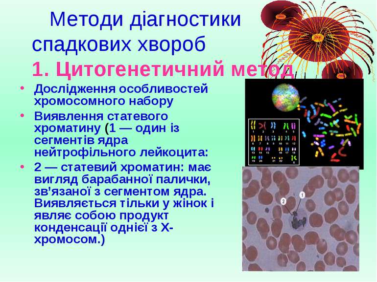 Методи діагностики спадкових хвороб 1. Цитогенетичний метод Дослідження особл...