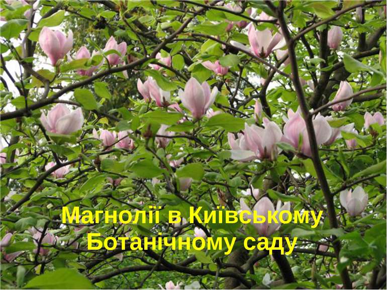 Магнолії в Київському Ботанічному саду