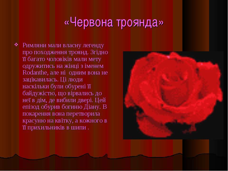 Текст розочка. Описание цветка розы. Доклад о Розе. Описать цветок розу.