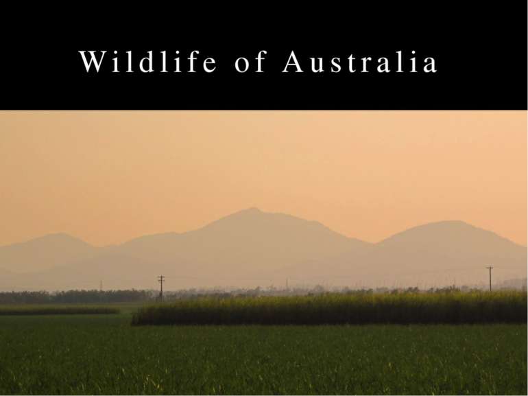 Wildlife of Australia