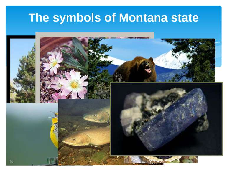 The symbols of Montana state