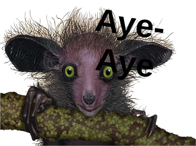 "Aye-Aye" - презентація з англійської мови