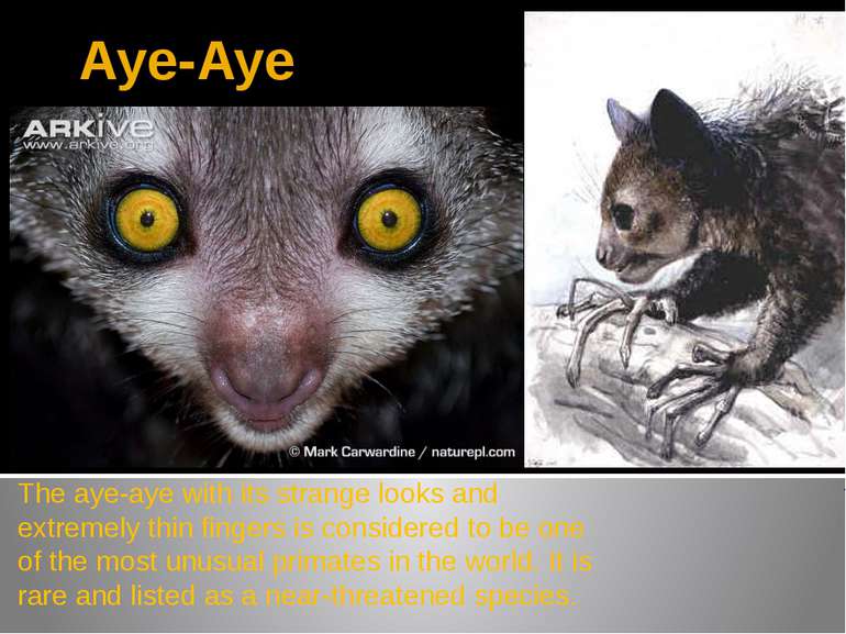 Aye-Aye The aye-aye with its strange looks and extremely thin fingers is cons...