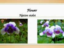 Flower Native violet