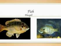Fish Bluegill