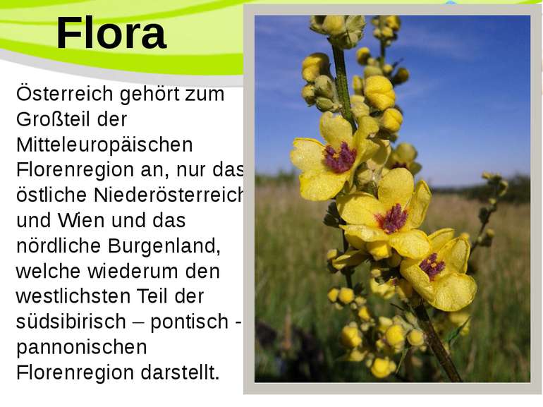Österreich gehört zum Großteil der Mitteleuropäischen Florenregion an, nur da...