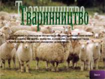 Тваринництво поділяється на скотарство (розведення і використання великої рог...