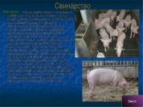 Свинарство Свина рство - галузь тваринництва — розведення свиней для одержанн...