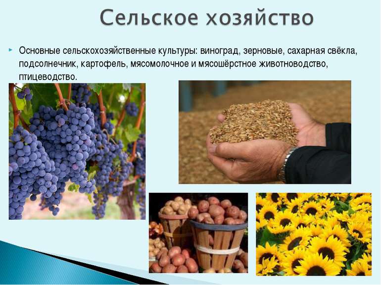 Основные сельскохозяйственные культуры: виноград, зерновые, сахарная свёкла, ...
