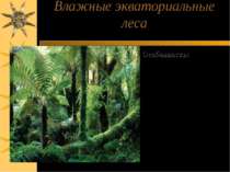 Влажные экваториальные леса Особенности: 1)Многоярусность 2)Вечнозеленность 3...