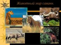 Животный мир саванн. гепард антилопа буйволы жираф лев