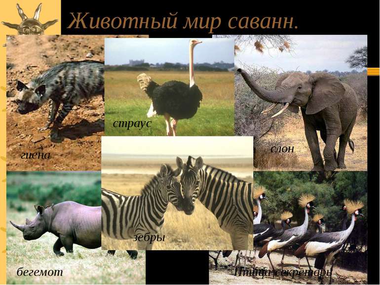 Животный мир саванн. гиена страус бегемот Птица-секретарь зебры слон