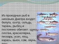 Из проходных рыб в низовьях Днепра входят: белуга, осетр, сельдь, тарань, рыб. 