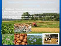 Зональна спеціалізація сільського господарства Поліська – більша частина Полі...