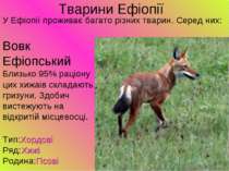 Тварини Ефіопії У Ефіопії проживає багато різних тварин. Серед них: Вовк Ефіо...