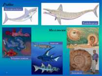 Рыбы Моллюски Helicoprion ferreri Parahelicoprion Belantsea montana Акантоды ...